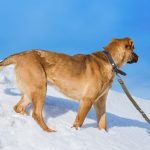 Ask Eartha: Dog Protocol in the Winter