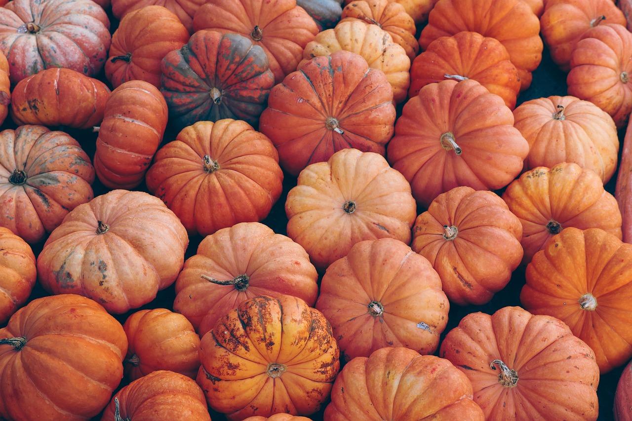 Ask Eartha: What should I do with my Halloween pumpkins? – High Country  Conservation Center