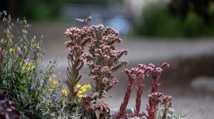 20250814 Breck Alpine Garden -KUS033 (1)