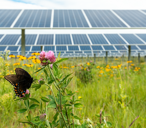 US Solar Garden with Butterfly