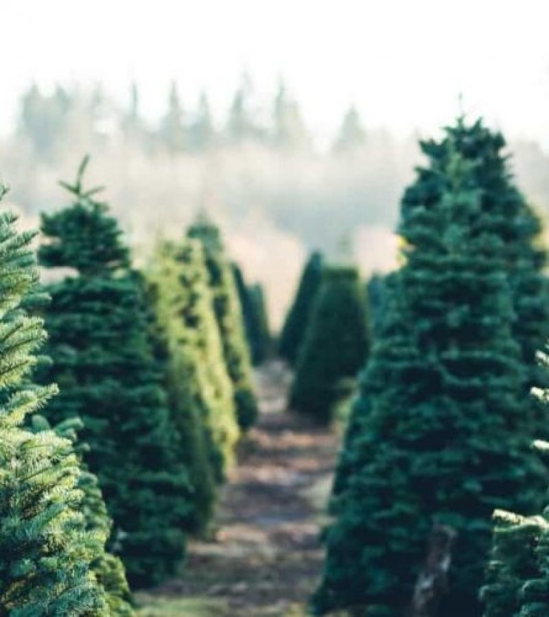 amazon-adds-real-christmas-trees-to-prime-for-holiday-season-768x501