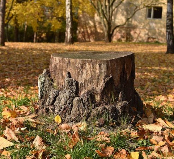 itc-tree-stump-yard-768x512